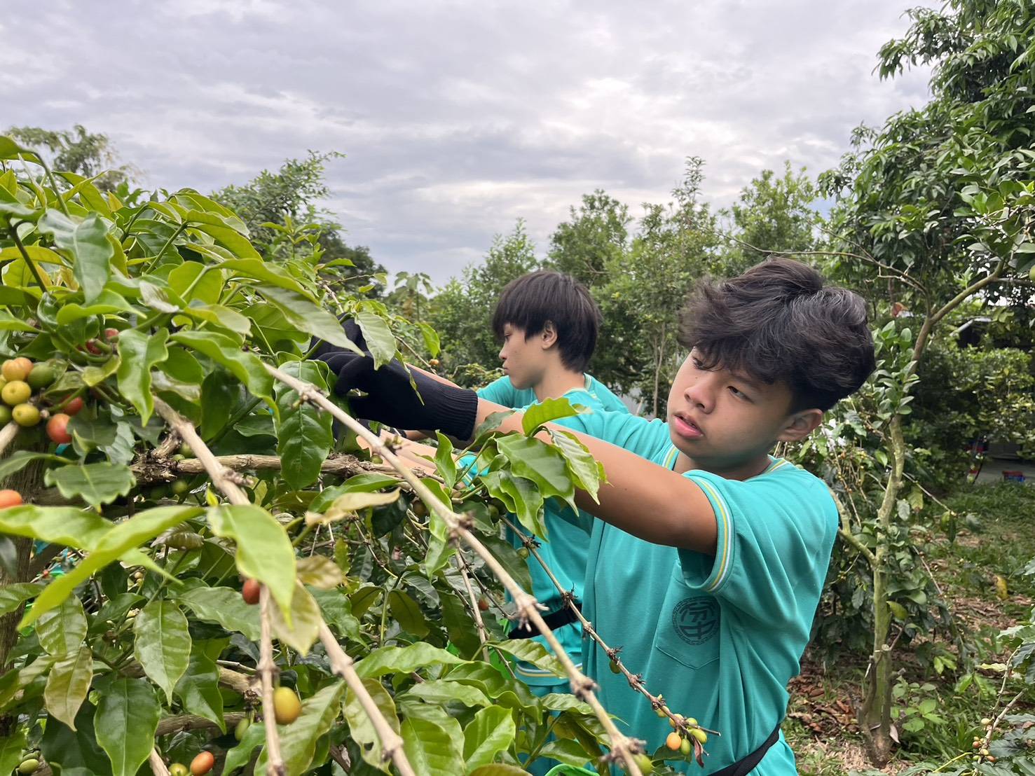芬園鄉推動食農教育 學生走進農村體驗八卦山咖啡魅力 - https://www.watchmedia01.com