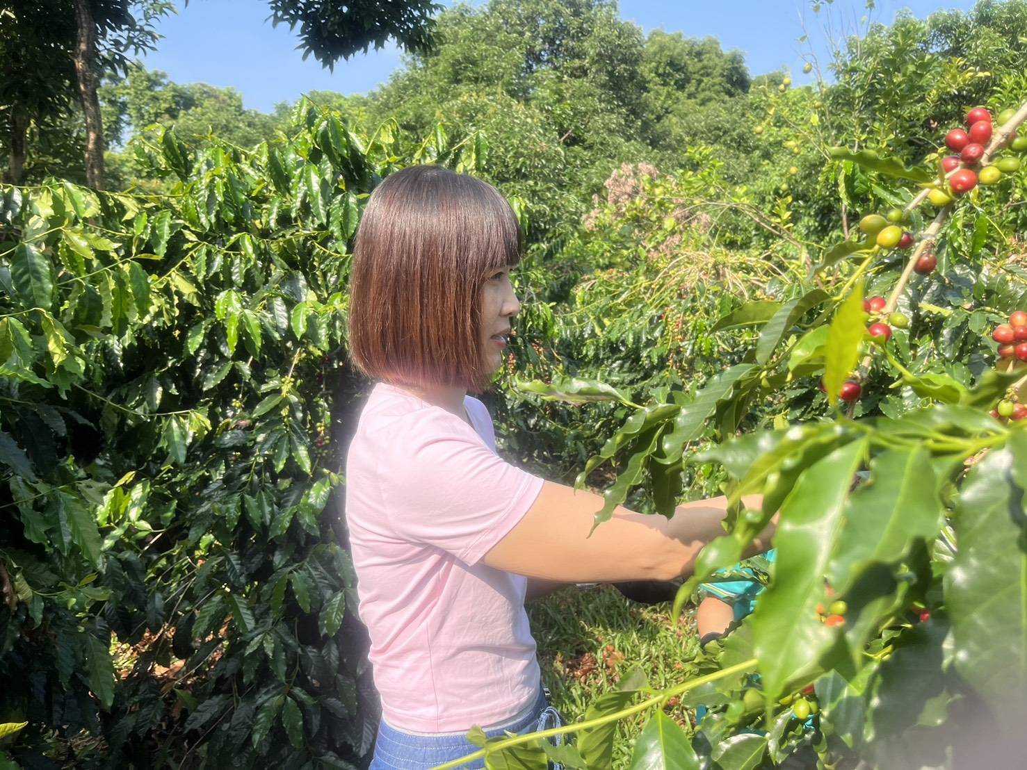 芬園鄉推動食農教育 學生走進農村體驗八卦山咖啡魅力 - https://www.watchmedia01.com