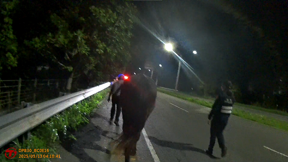 馬兒凌晨逛大街妨害交通 飼主吃罰單