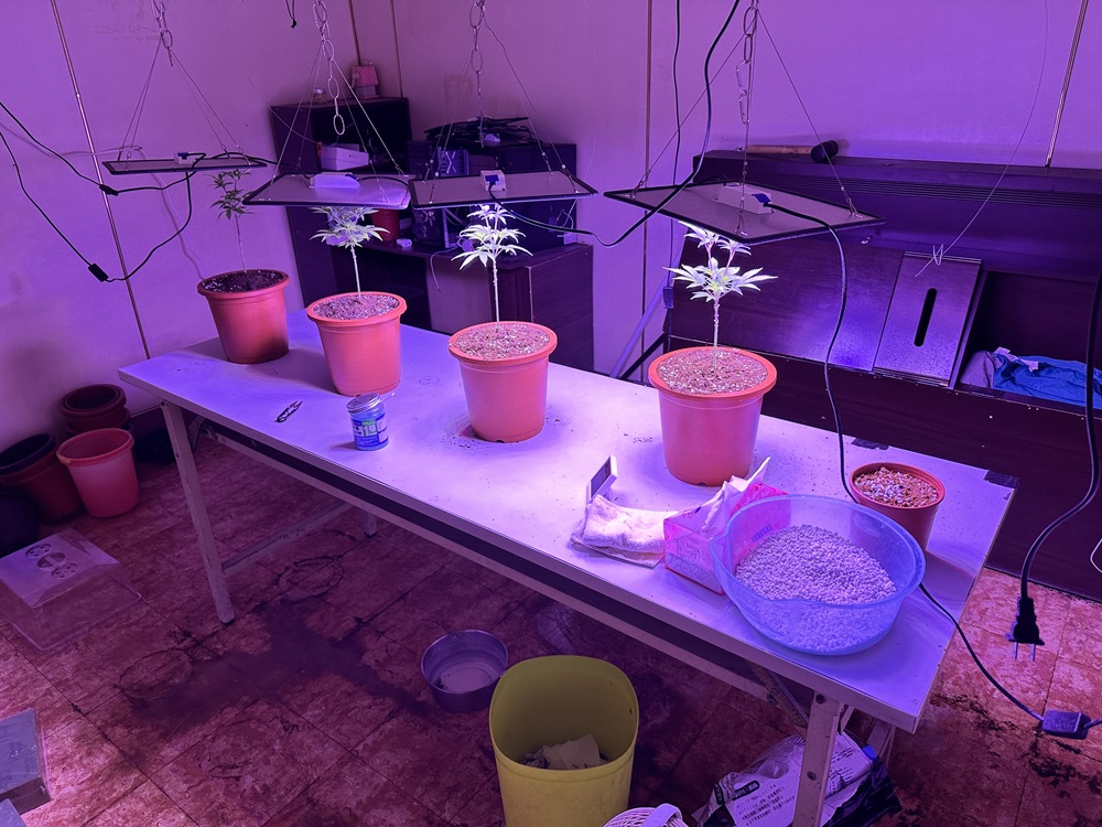 旅遊國外接觸大麻 20歲男返台自學栽種被逮 204 cnews204250314a12