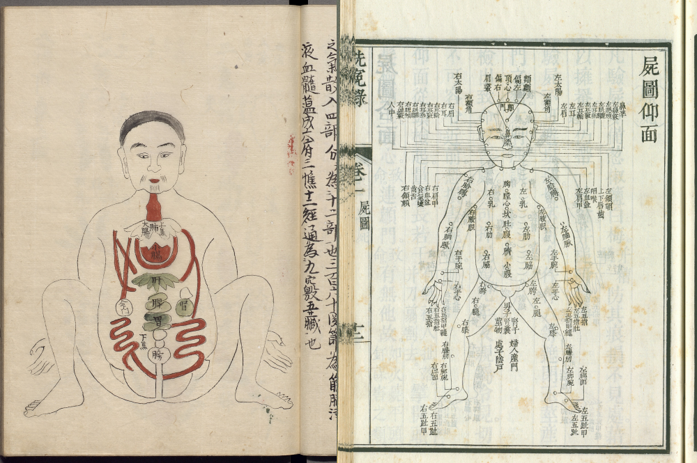 古人圖解五臟六腑 故宮推「身體展演：從歷史圖像看身體之謎」特展
