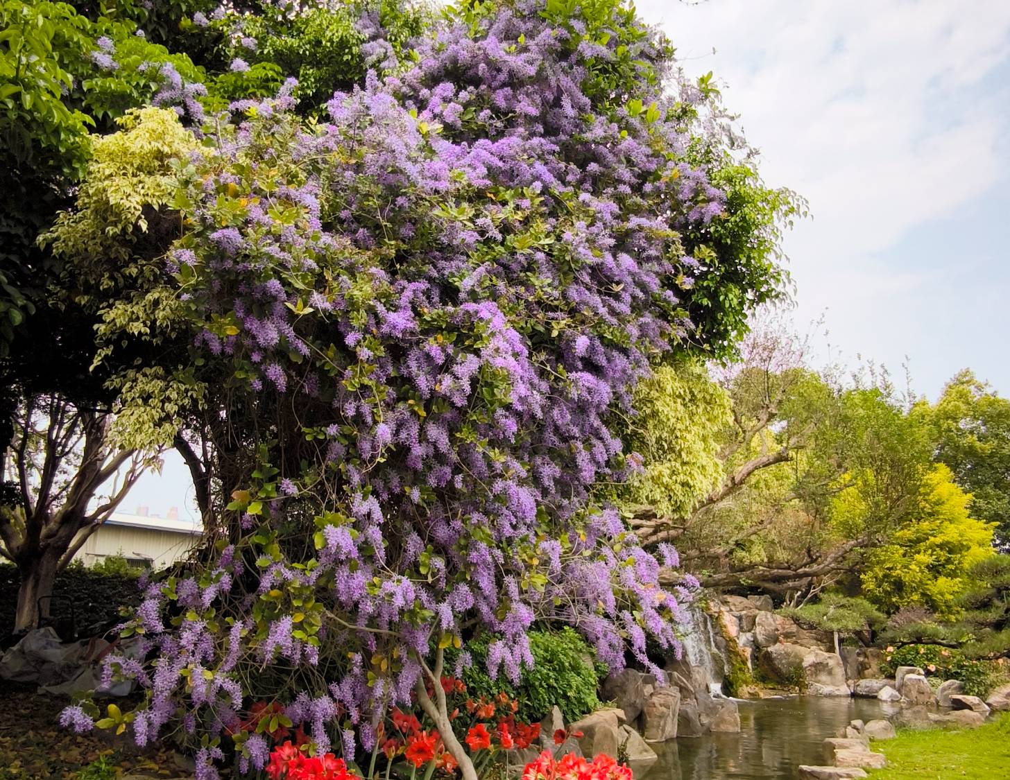 (有影片)/夢幻花廊!成美文化園紫藤花季 帶你漫步紫色仙境 - https://www.watchmedia01.com
