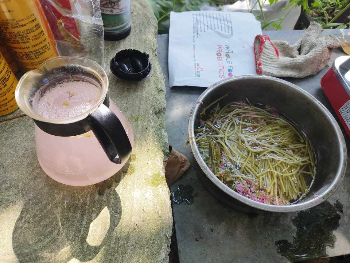 酢漿草清熱解毒 安神降壓 中醫書詳細介紹 可以食用也可以藥用