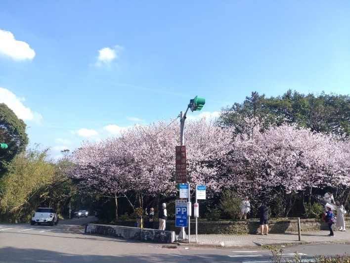 陽明山花季倒數計時　吉野櫻壓軸盛開