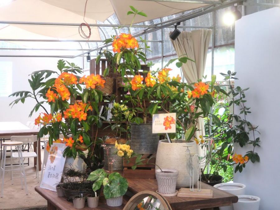著生杜鵑雨林花季盛大開幕 20種少見花色首次公開展出