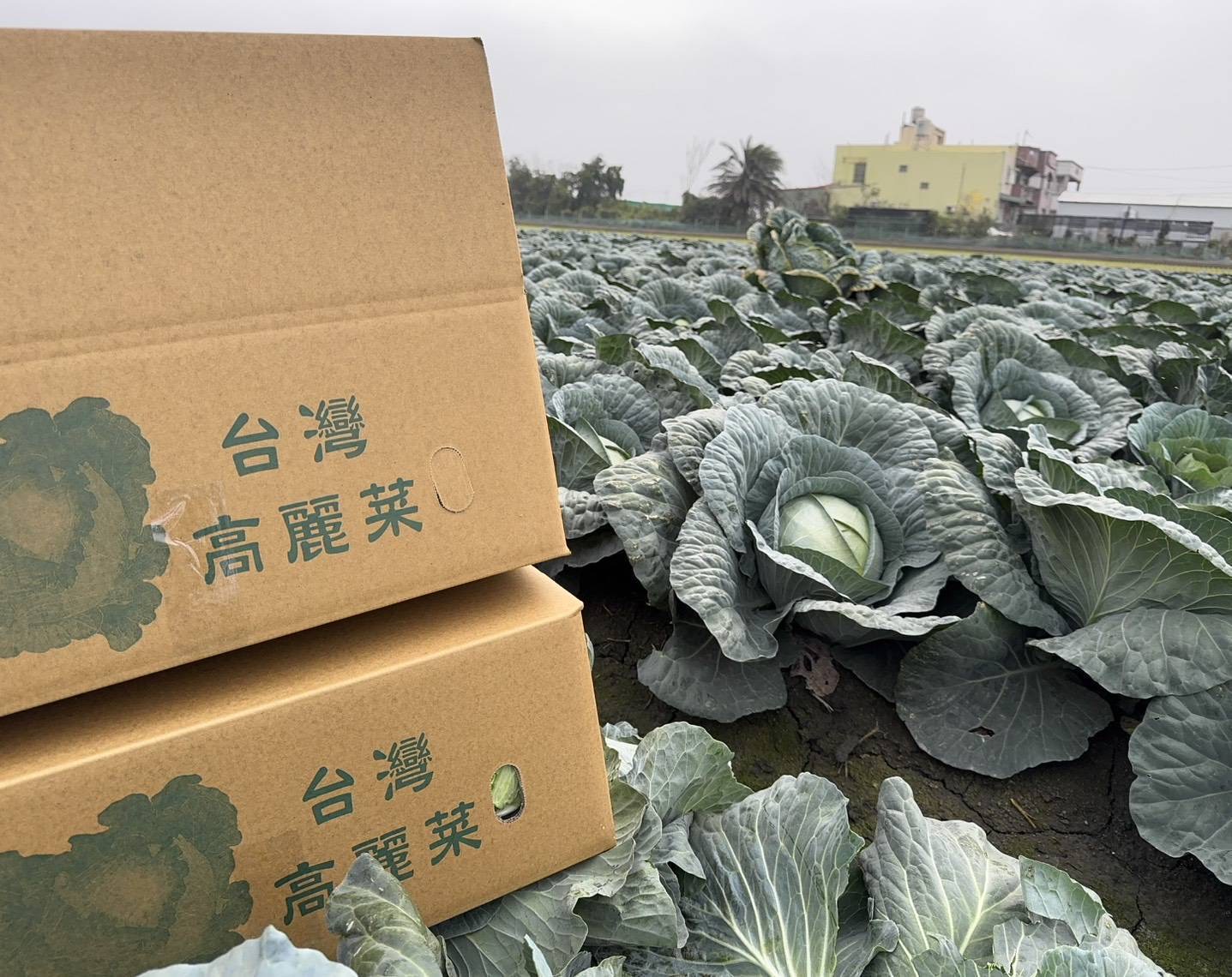 硬種甘藍總計出貨1000箱。(圖/記者 張泓笙翻攝)