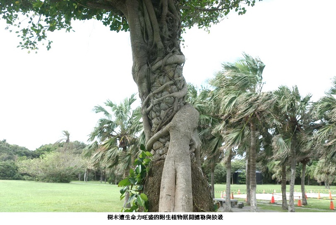 蛇年笑談人體「皮蛇」與樹木「纏勒」