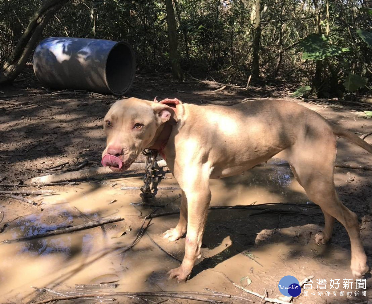 比特犬登記列管。