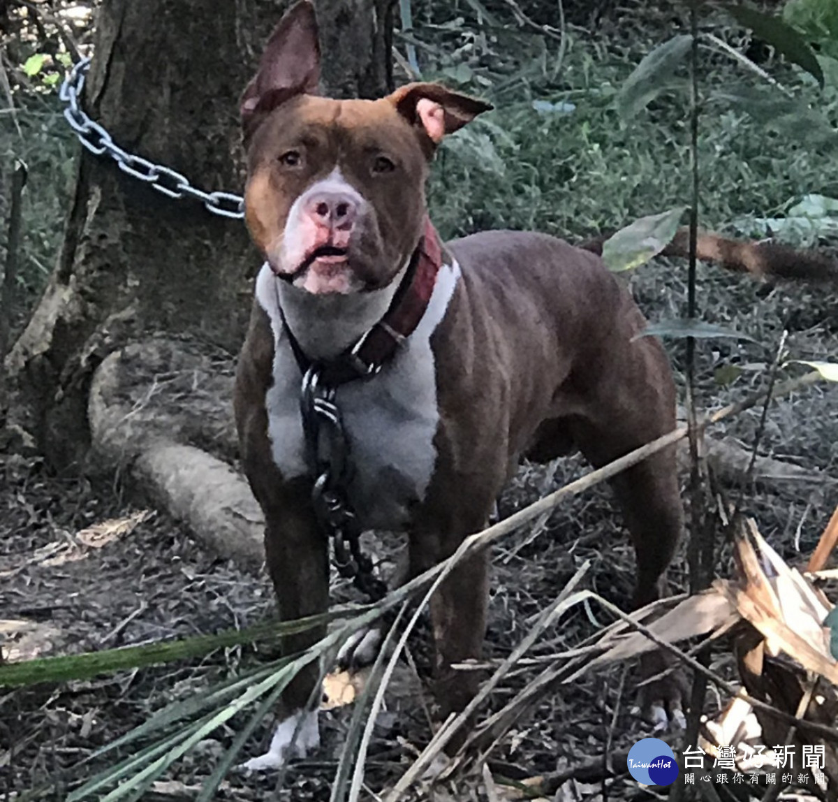 比特犬登記列管。