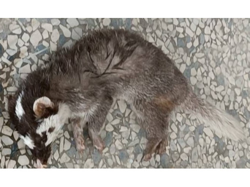 枋山出現首例鼬獾狂犬病   屏縣加開場次籲飼主為犬貓接種疫苗