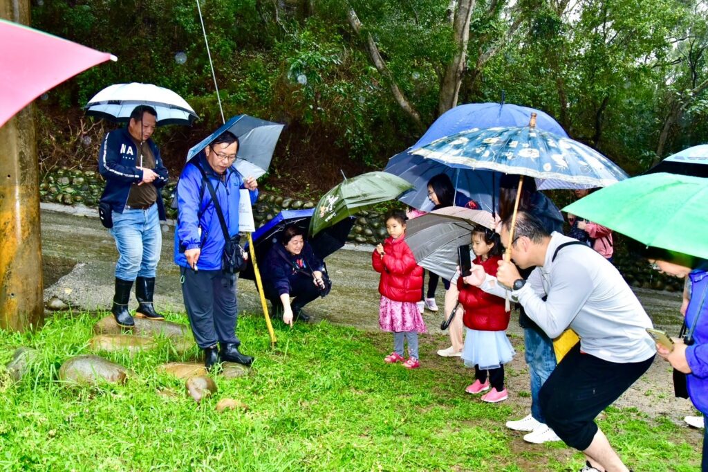維護鐵砧山蒲公英棲地   中市觀旅局生態保育新進展