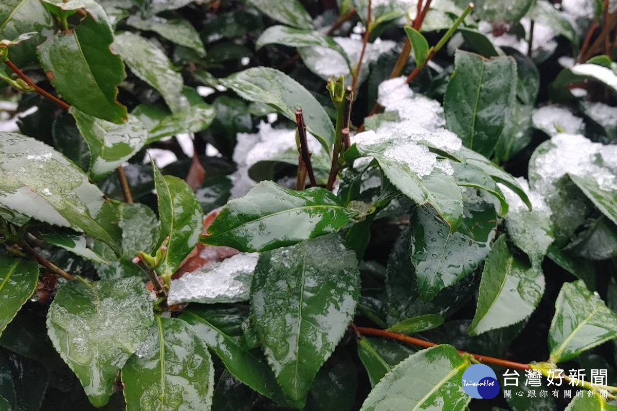 大陸冷氣團來襲,復興上巴陵降雪帶來寒害。