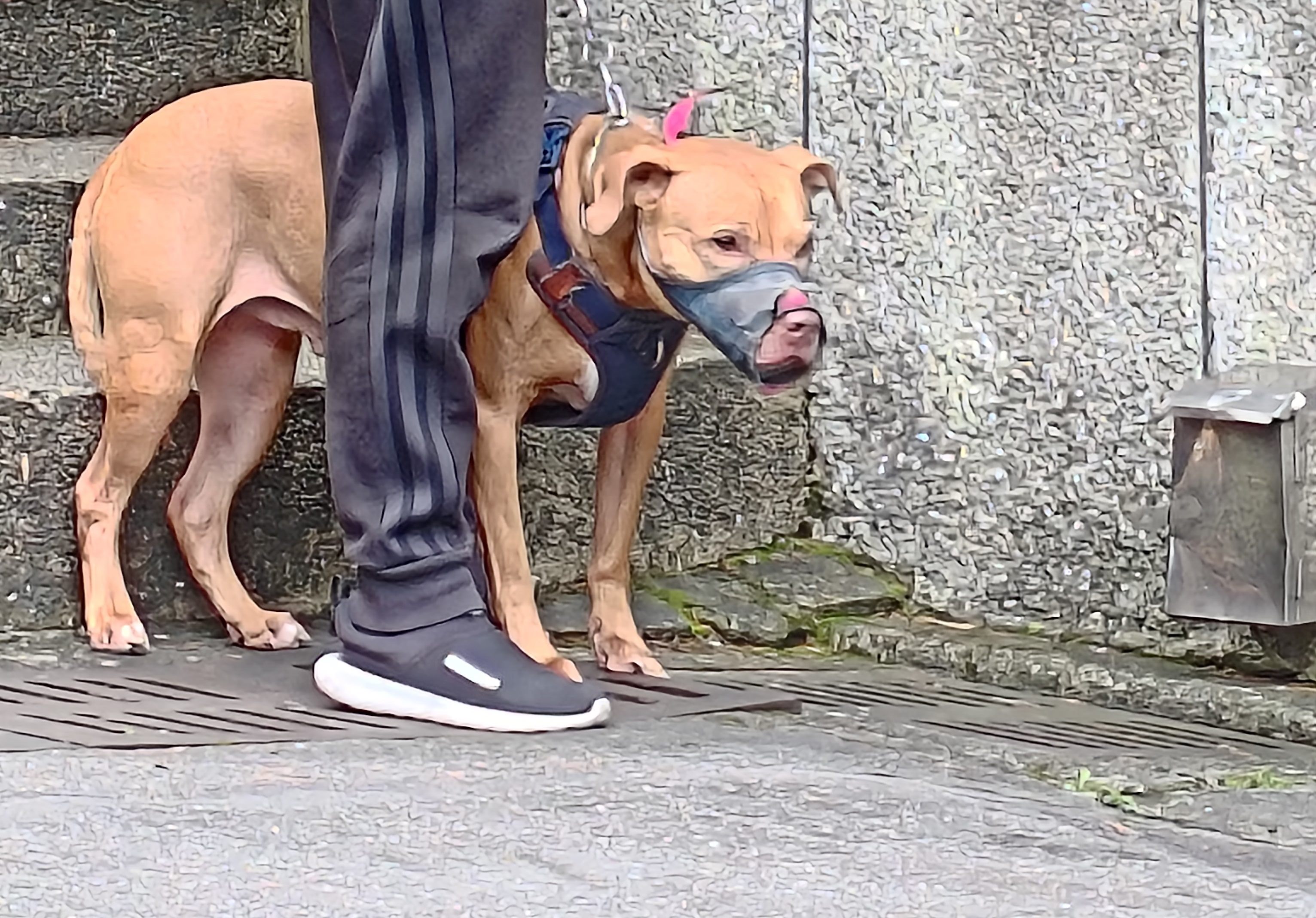 跳窗咬人比特犬遭沒入　北市動保處將評估後安置認養