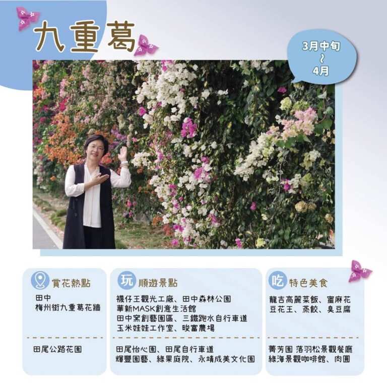▲田中鎮梅州街的巨型九重葛花牆綿延300公尺，七彩花海如瀑布自由垂落，每到花季就掀起打卡熱潮。（彰化縣政府城觀處提供）