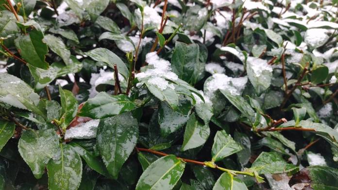 復興上巴陵罕見降3月雪 農業局曝果園、茶園受影響範圍 76 791729 0