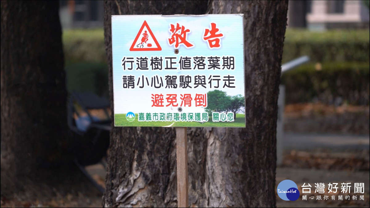 嘉義市桃花心木廊道正值落葉期，市府籲行車注意安全／嘉義市府提供