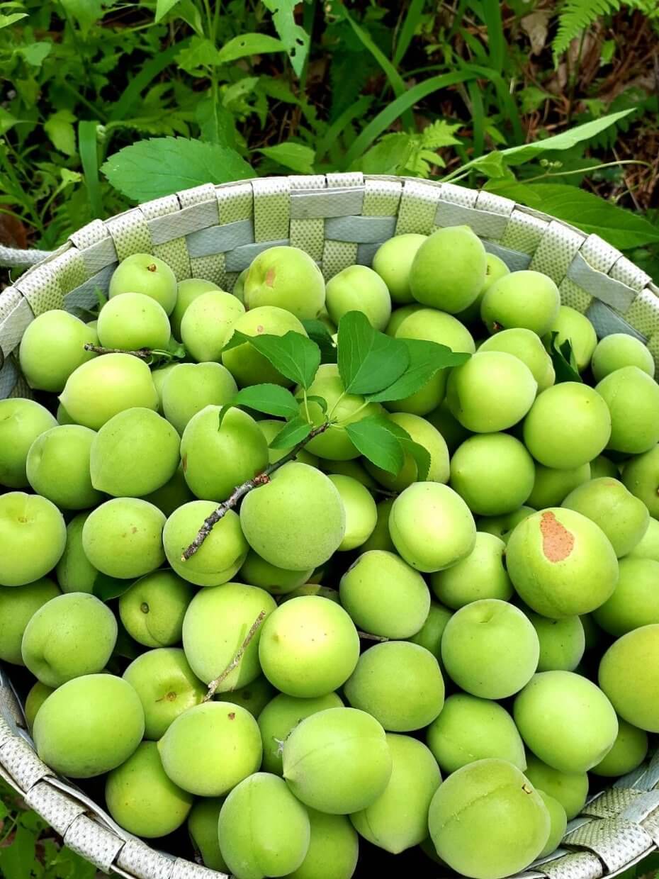 阿貴的築夢梅園_梅嶺有機青梅(圖/奧丁丁市集)