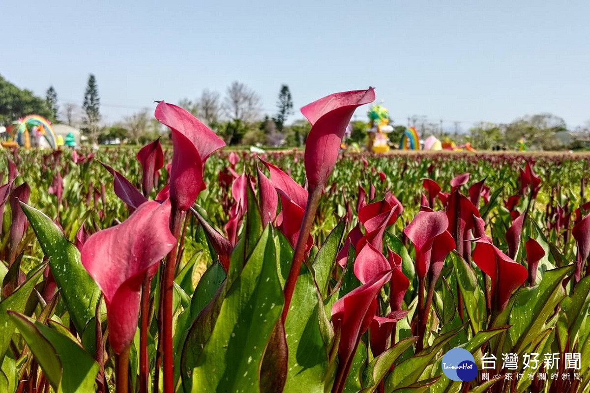 溪海休閒農業區彩色海芋季自3月29日起至4月6日,國際航道下的園區「穿新衣」。