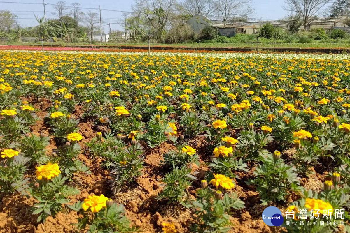 溪海休閒農業區彩色海芋季自3月29日起至4月6日,國際航道下的園區「穿新衣」。