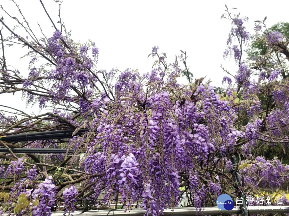 嘉義縣瑞里紫藤花持續盛開/嘉義縣府提供