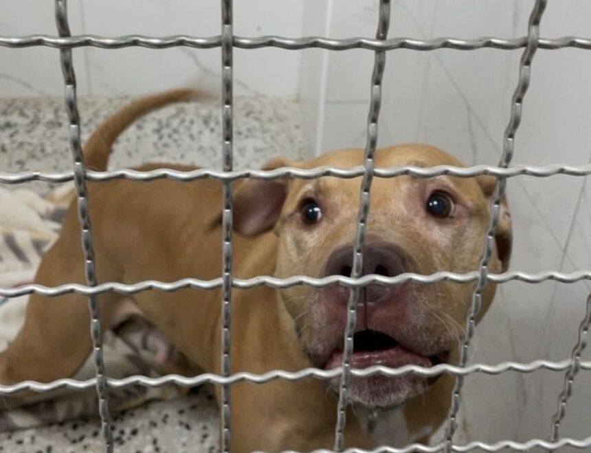 比特犬咬人「潰爛、慢性發炎」嚴重後遺症 醫三步驟自保 197