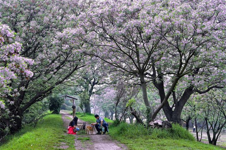 春日彰化浪漫賞花正當時。 圖:彰化縣政府城市暨觀光發展處/提供