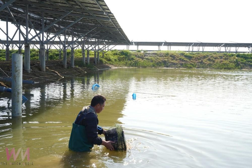 台泥綠能撤對養殖戶求償並進場養殖 冀望能源轉型共生共榮 - https://www.watchmedia01.com