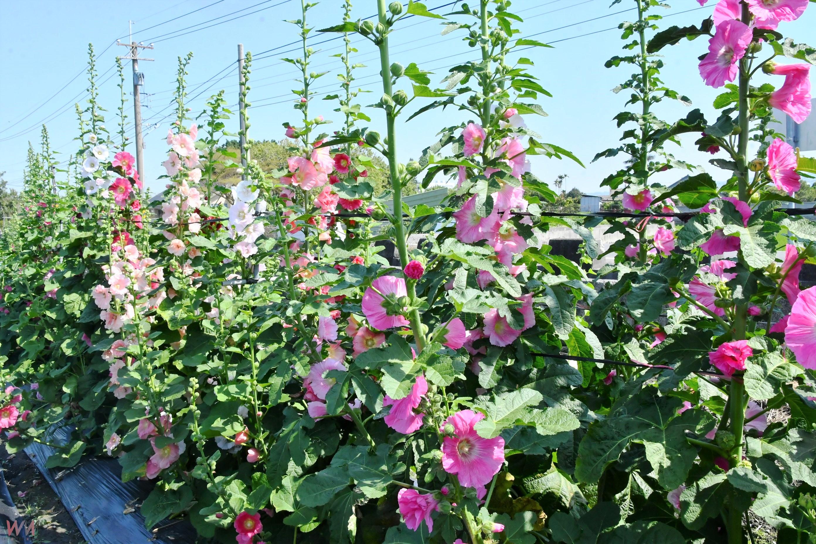 （有影片）／2025員林蜀葵花季登場　春天邀您一起漫遊花田 - https://www.watchmedia01.com