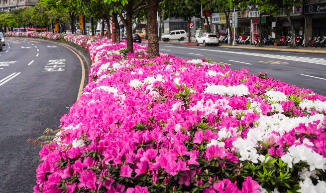 台北遍地杜鵑花　邀請市民共賞春日花海美景