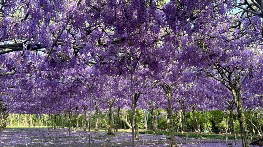 全台最大、最夢幻的「淡水紫藤花園」迎來盛開季節。(圖-紫藤花園二店提供)