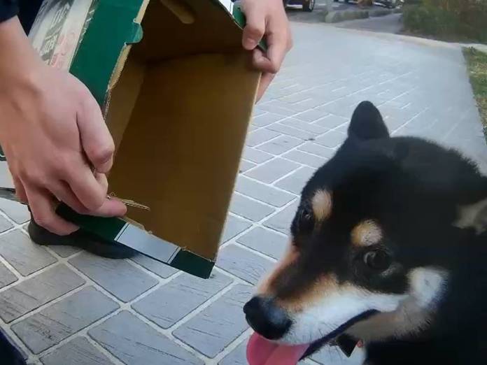 黑柴偷溜出門 情緒躁動桃警耐心安撫 55 2103072 0