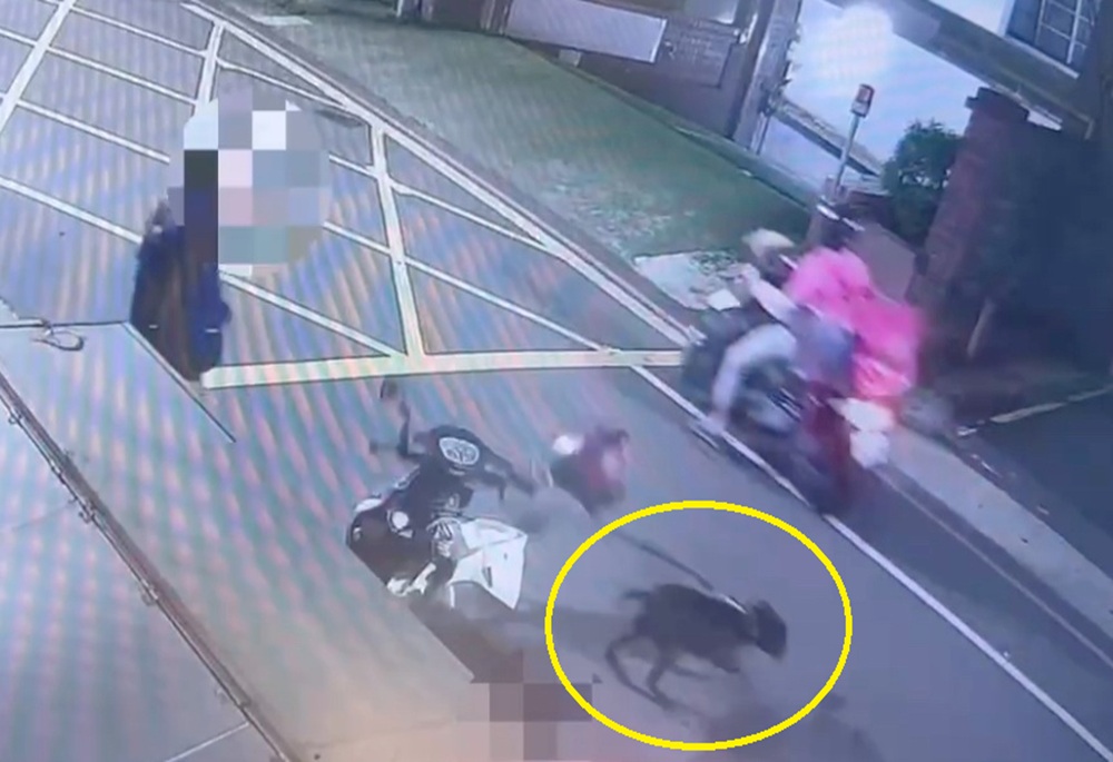 正妹牽狗散步遭惡犬攻擊 潔白小腿被咬3個洞 241 248250324a01