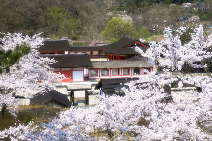 岩手縣歷史公園藤原之鄉將於04/10左右迎來賞櫻熱潮。 圖:歷史公園藤原之鄉/提供