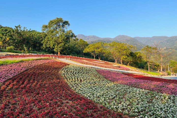 三層崎花海3/31結束 期待明年再相會