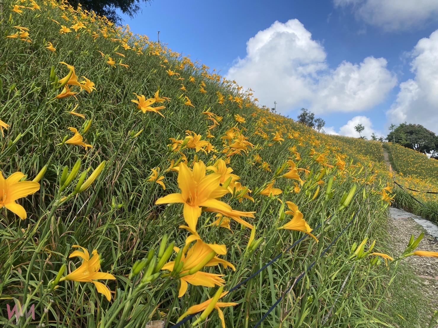 金針花開花時機揭曉 虎山巖首朵花4月中旬綻放 - https://www.watchmedia01.com