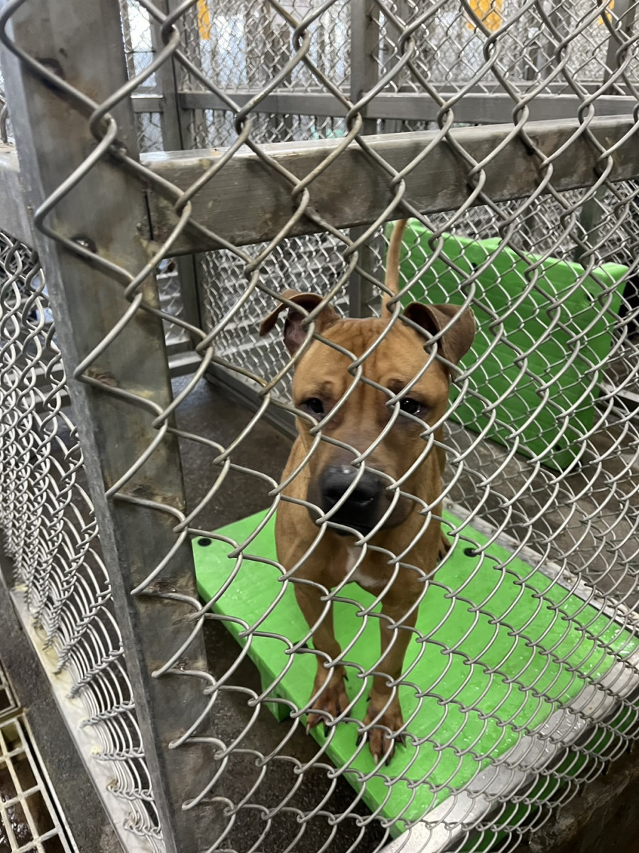 比特犬收容。（圖／台東縣政府農業處）