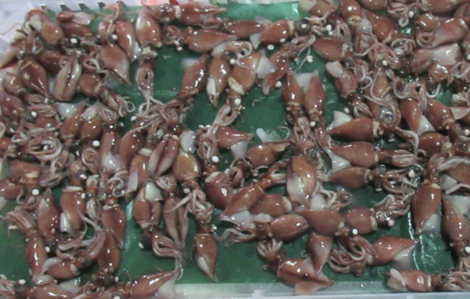 食不安!北海道進口「烏賊」重金屬鎘超標 泰國2款果乾漂白劑違規 230 食不安!北海道進口「烏賊」重金屬鎘超標 泰國2款果乾漂白劑違規 229