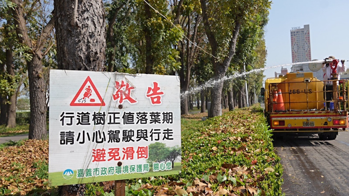 「落葉變黃金」 嘉市讓桃花心木落葉化作堆肥更護花