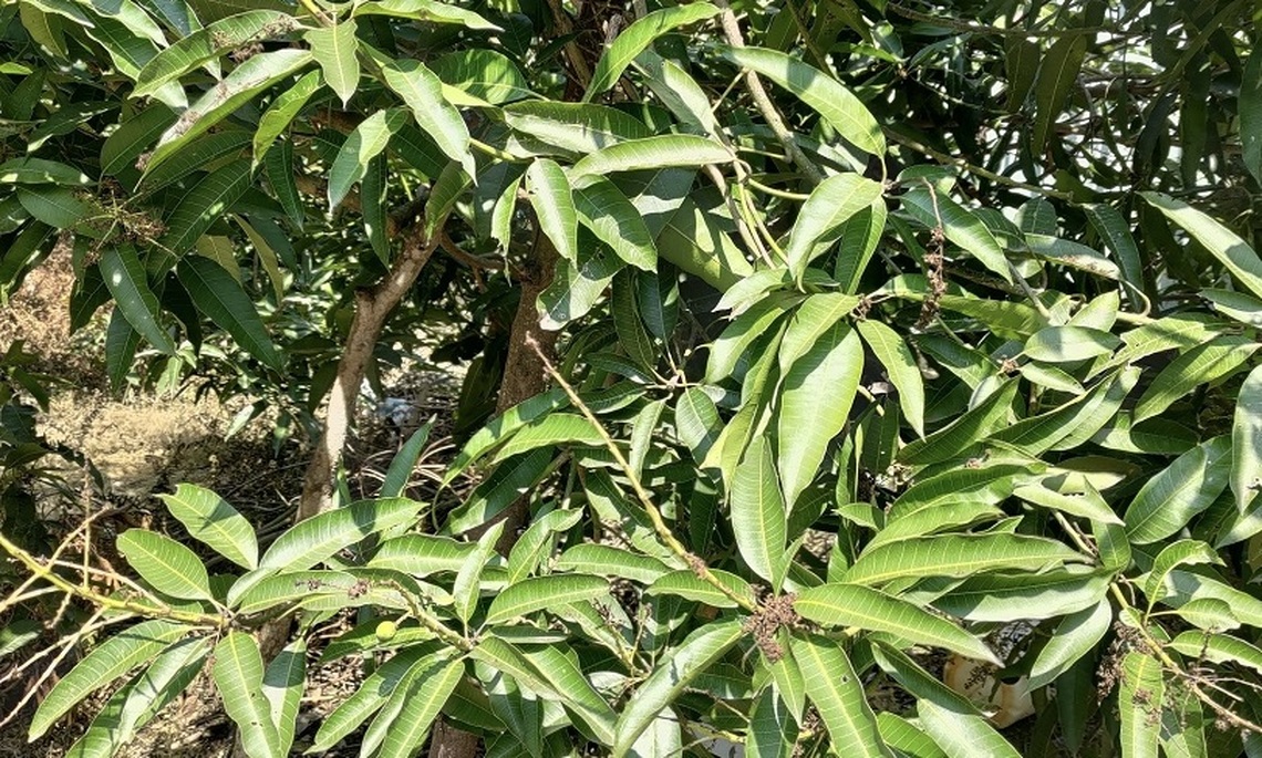 茂林區土芒果   農損現金救助明起受理申報
