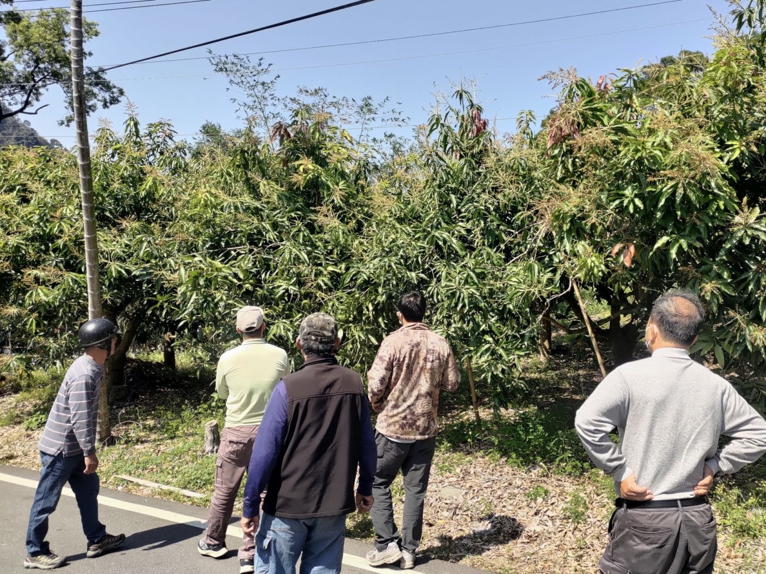 茂林區土芒果 農損現金救助明日起受理申報