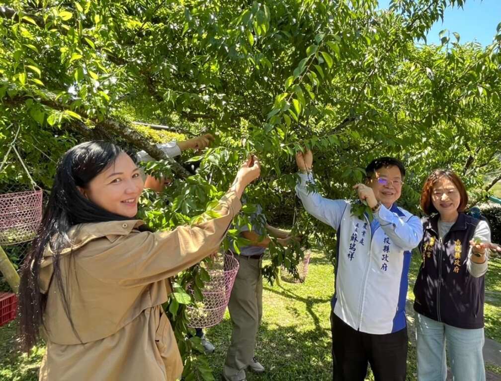 ▲體驗傳統採收方式，遠離都市喧囂，享受田園樂趣。（記者蘇彩娥攝）