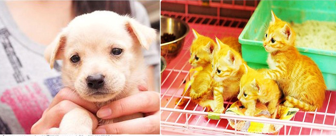 毛孩也要有戶口 宜蘭縣犬貓寵物登記補助4月1日開跑 - https://www.watchmedia01.com