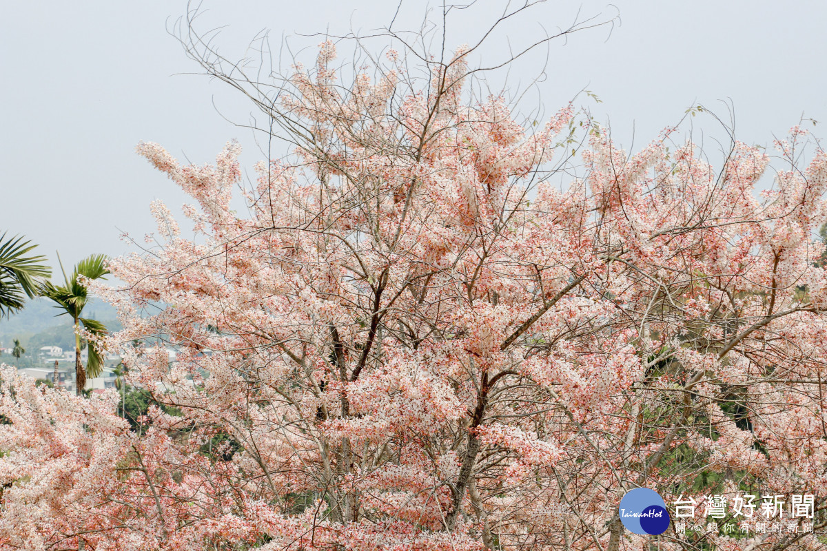 嘉義縣竹崎鄉「阿拉伯粉紅村」今天開園，粉紅花旗木將綻放。(113年資料照／嘉義縣府提供)