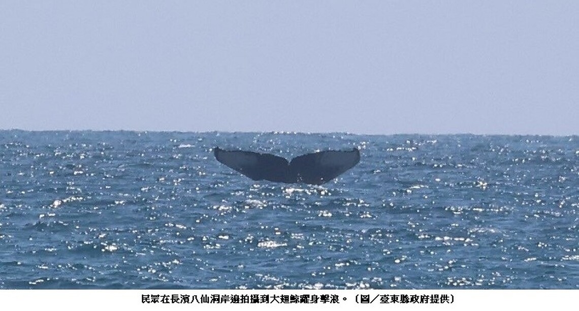 多群大翅鯨現蹤東海岸 海保署籲請民眾友善賞鯨 共同守護海洋嬌客