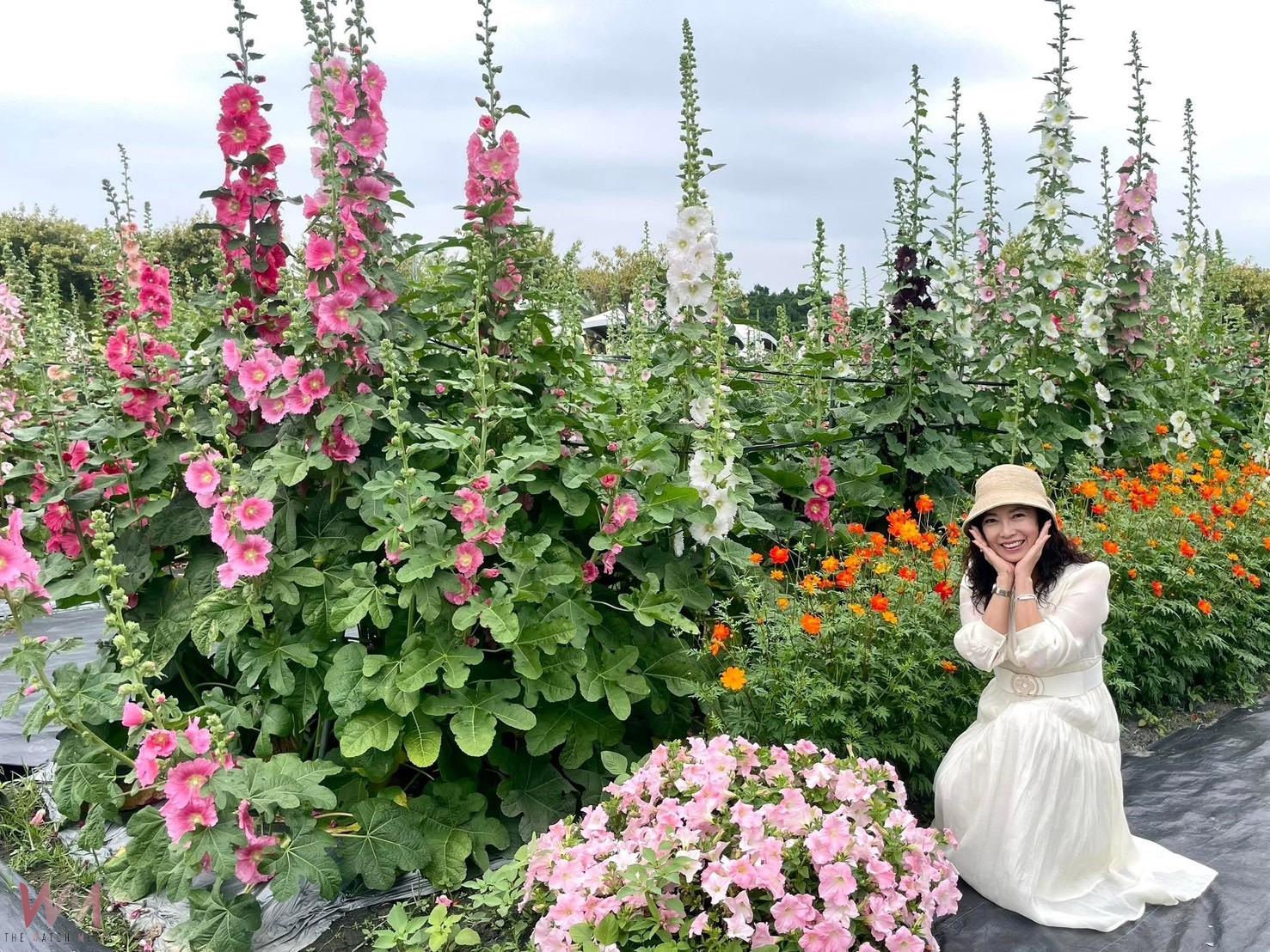 (有影片)/花中巨人2025員林蜀葵花 花田美景與在地文化相輝映 - https://www.watchmedia01.com