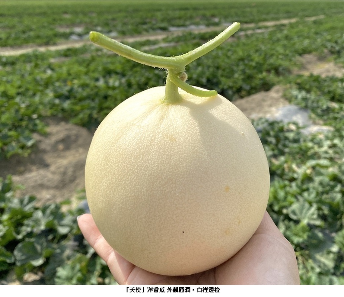「天使」洋香瓜試驗脫穎而出 年底擴大生產讓消費者大飽口福