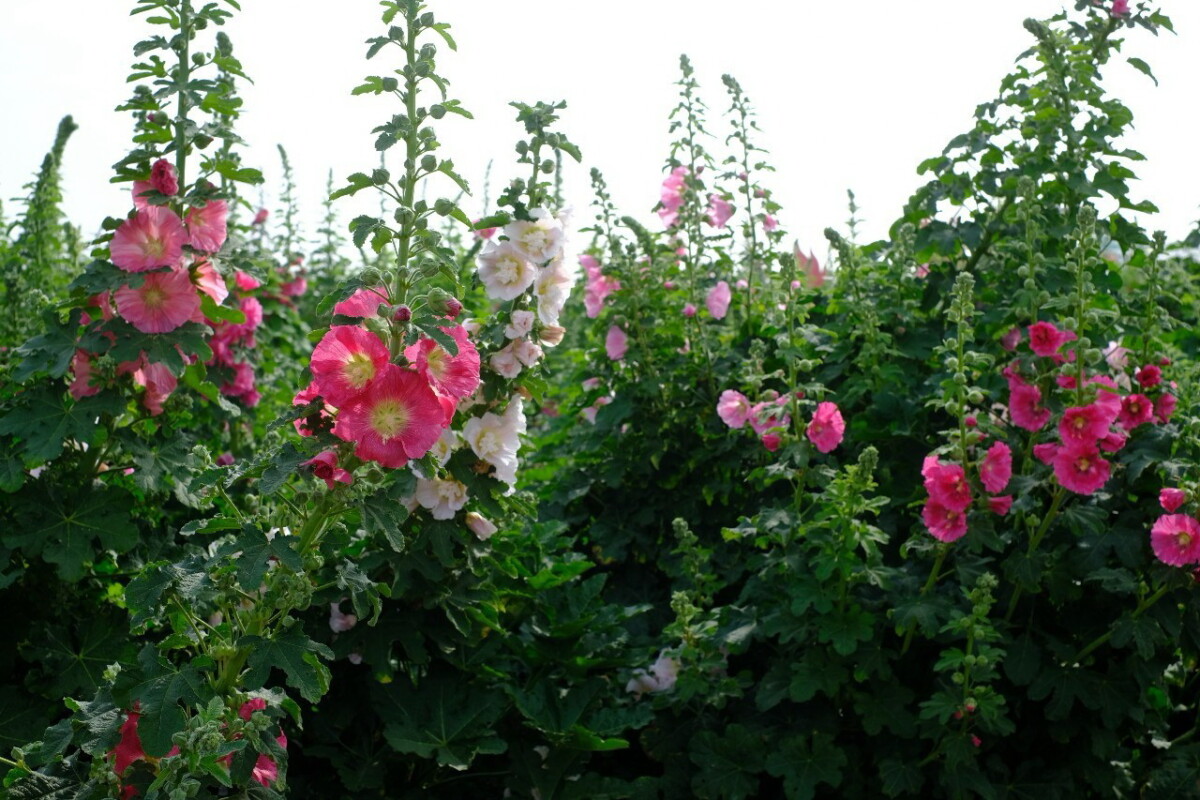 ▲學甲蜀葵花目前正在盛開中。（圖／記者陳彥霖翻攝）