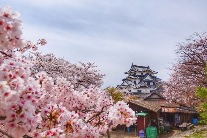 更便捷!華航佈局大九州 「高雄-福岡」4/15開航 搭配熊本雙點任意搭