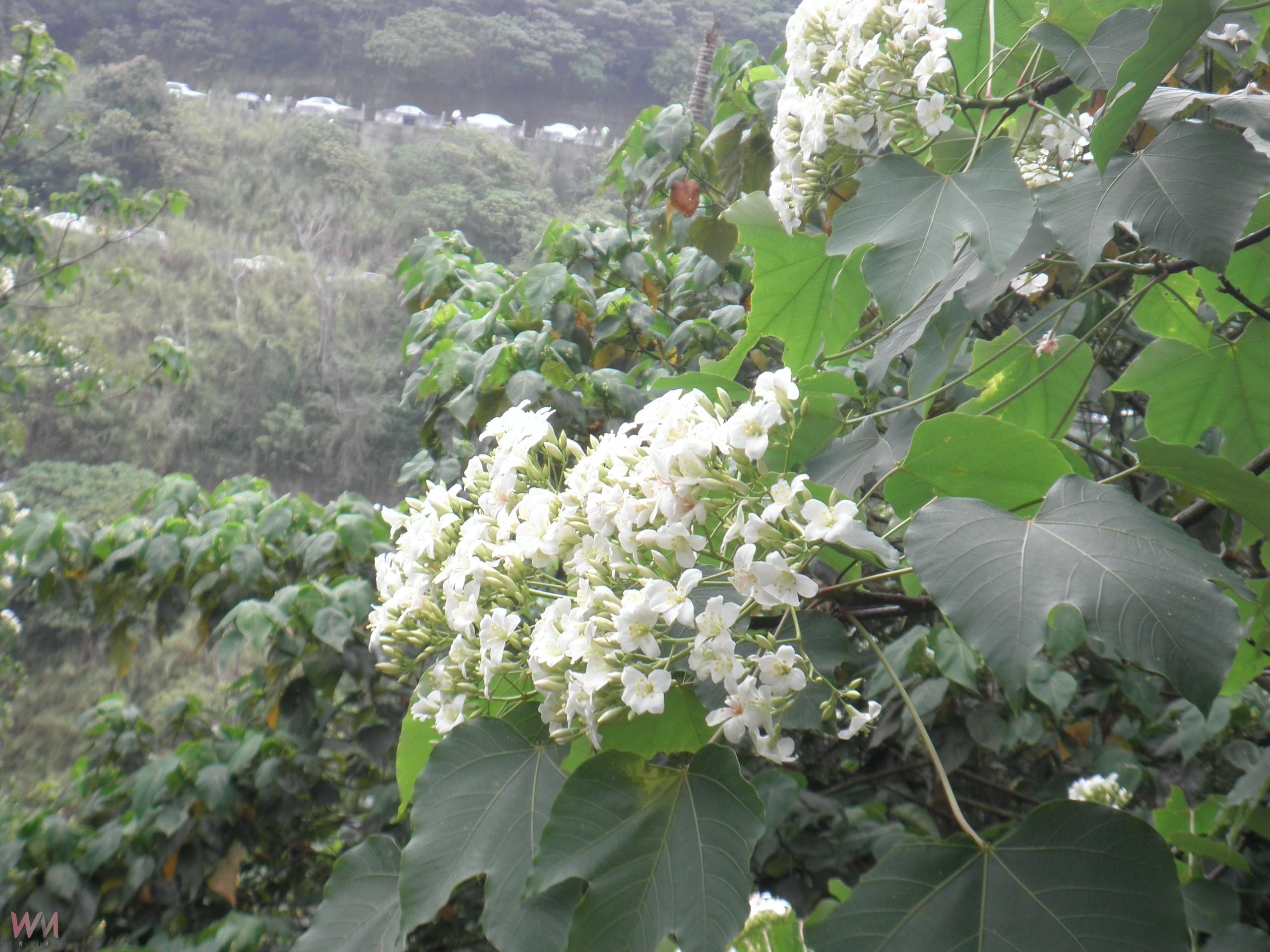 （有影片）／無憂賞花　與桐花共舞　來彰化邂逅春日的浪漫