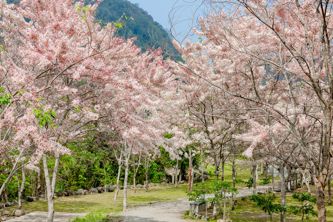 漾新聞|東高雄泡湯賞花趣 六龜兒童節連假送好康